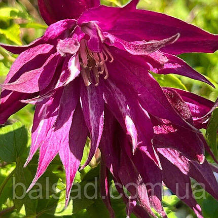 Клематис Пурпл Сюрпрайз / С2 / 3 роки / Clematis Purple Surprise, фото 3