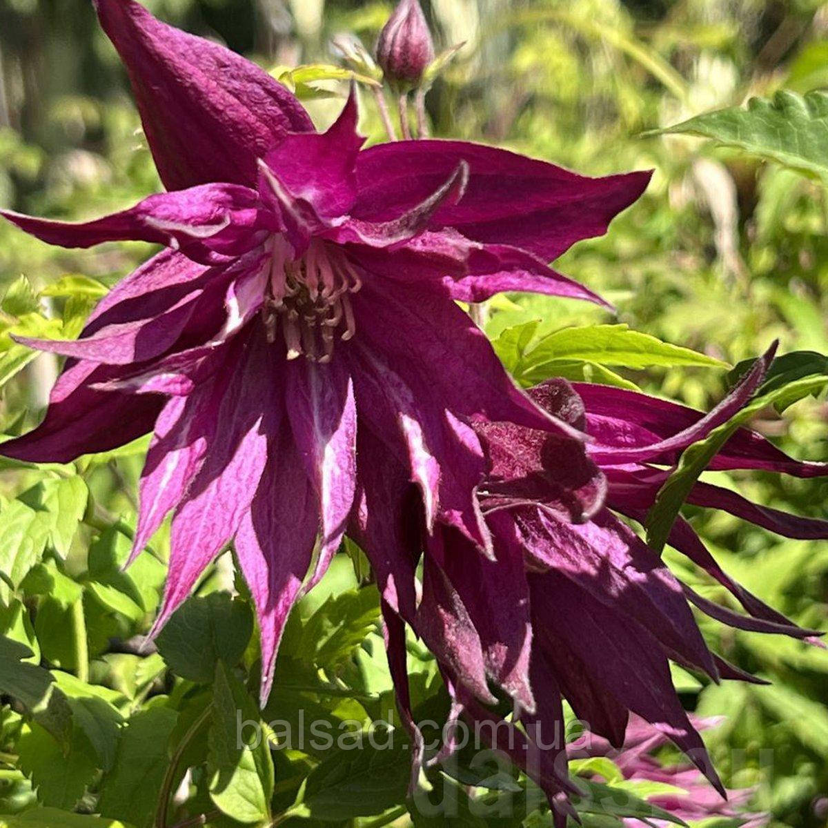 Клематис Пурпл Сюрпрайз / С2 / 3 роки / Clematis Purple Surprise