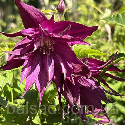 Клематис Пурпл Сюрпрайз / С2 / 3 роки / Clematis Purple Surprise, фото 1
