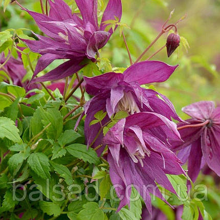 Клематис Пурпл Сюрпрайз / С2 / 3 роки / Clematis Purple Surprise, фото 4