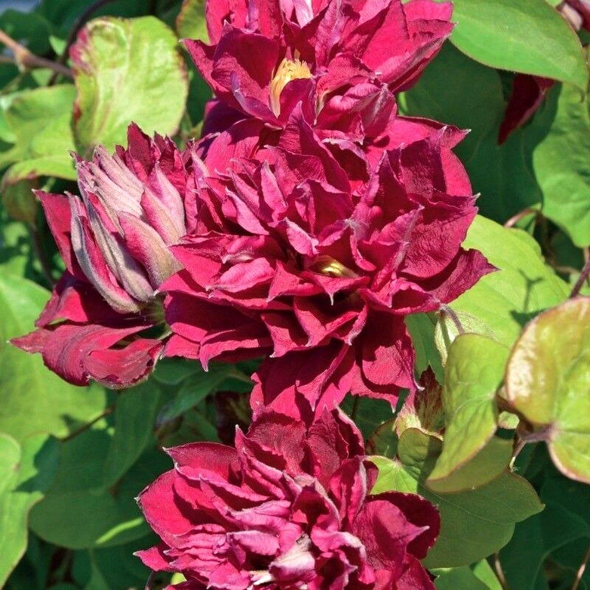 Клематис Ред Стар / С2 / 3 роки / Clematis Red Star