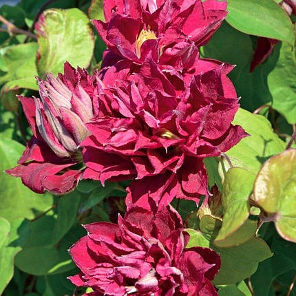 Клематис Ред Стар / С2 / 3 роки / Clematis Red Star, фото 1