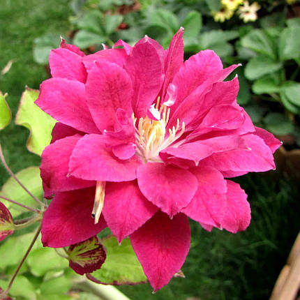 Клематис Ред Стар / С2 / 3 роки / Clematis Red Star, фото 2