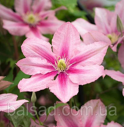 Клематис Розамунде / С2 / 3 роки / Clematis Rosamunde, фото 1