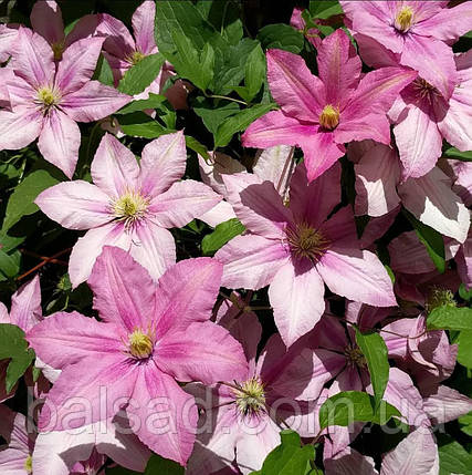 Клематис Розамунде / С2 / 3 роки / Clematis Rosamunde, фото 3