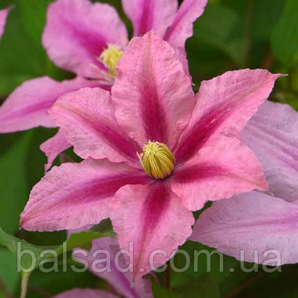 Клематис Розамунде / С2 / 3 роки / Clematis Rosamunde, фото 4