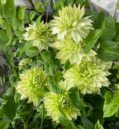 Клематис Сен-но-Казе / С2 / 3 роки / Clematis Sen-no-kaze, фото 1