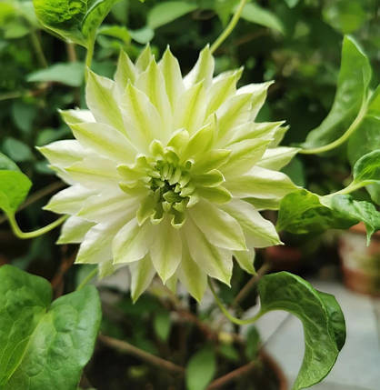 Клематис Сен-но-Казе / С2 / 3 роки / Clematis Sen-no-kaze, фото 2
