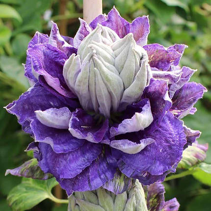 Клематис Шин-Шігоку / С2 / 3 роки / Clematis Shin-shigyoku, фото 1