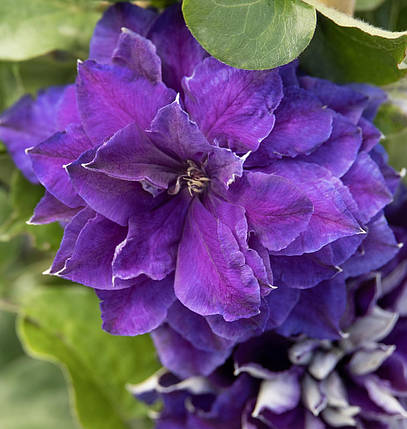 Клематис Шин-Шігоку / С2 / 3 роки / Clematis Shin-shigyoku, фото 2
