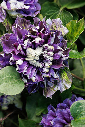 Клематис Шин-Шігоку / С2 / 3 роки / Clematis Shin-shigyoku, фото 3