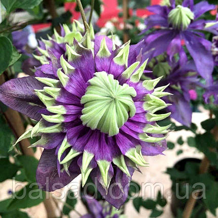 Клематис Тайга / С2 / 3 роки / Clematis Taiga, фото 3