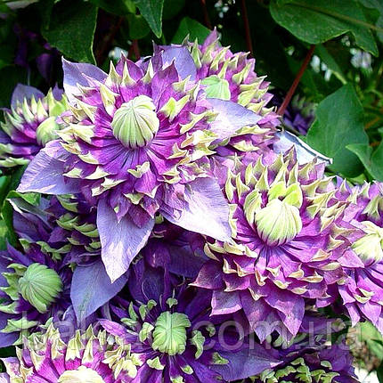 Клематис Тайга / С2 / 3 роки / Clematis Taiga, фото 1