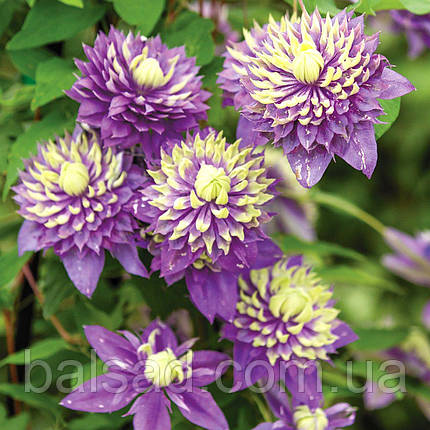 Клематис Тайга / С2 / 3 роки / Clematis Taiga, фото 4