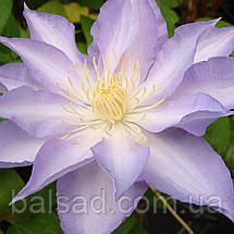 Клематис Тіріслунд / С2 / 3 роки / Clematis Thyrislund, фото 5