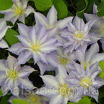 Клематис Тіріслунд / С2 / 3 роки / Clematis Thyrislund, фото 6