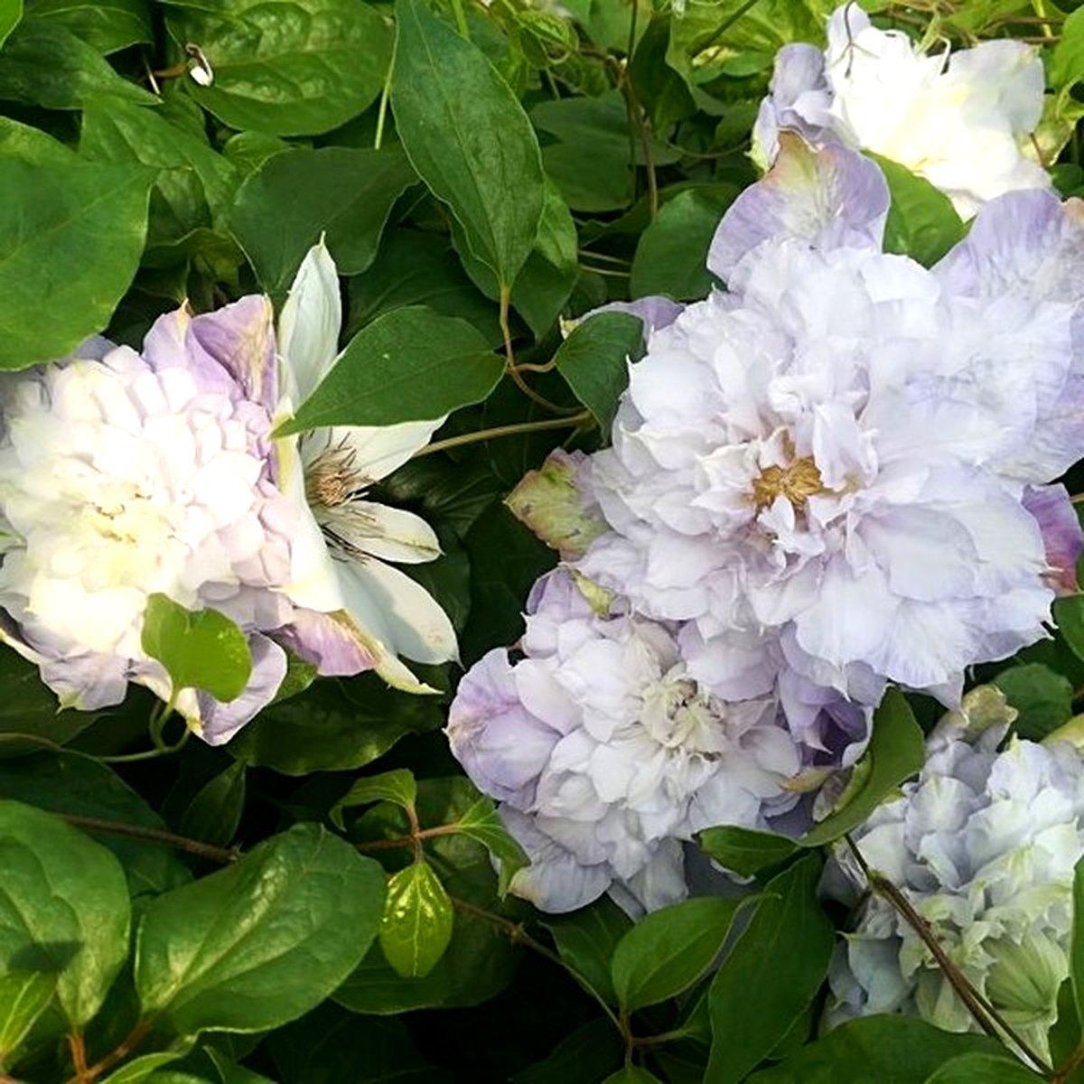 Клематис Вероніка Чойс / 3 роки / Clematis Veronica’s Choice