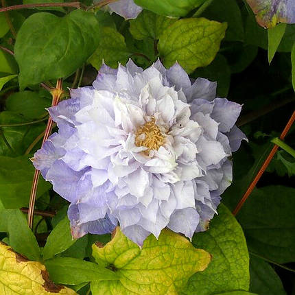 Клематис Вероніка Чойс / 3 роки / Clematis Veronica’s Choice, фото 2