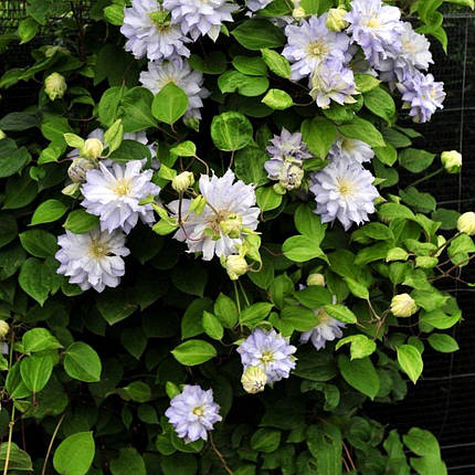 Клематис Вероніка Чойс / 3 роки / Clematis Veronica’s Choice, фото 3