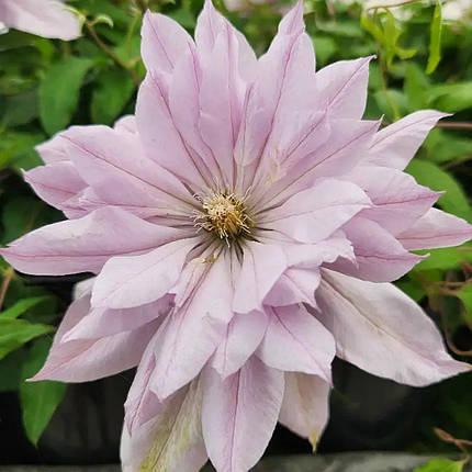 Клематис Віолет Елізабет / 3 роки / Clematis Violet Elizabeth, фото 1