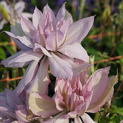 Клематис Віолет Елізабет / 3 роки / Clematis Violet Elizabeth, фото 2