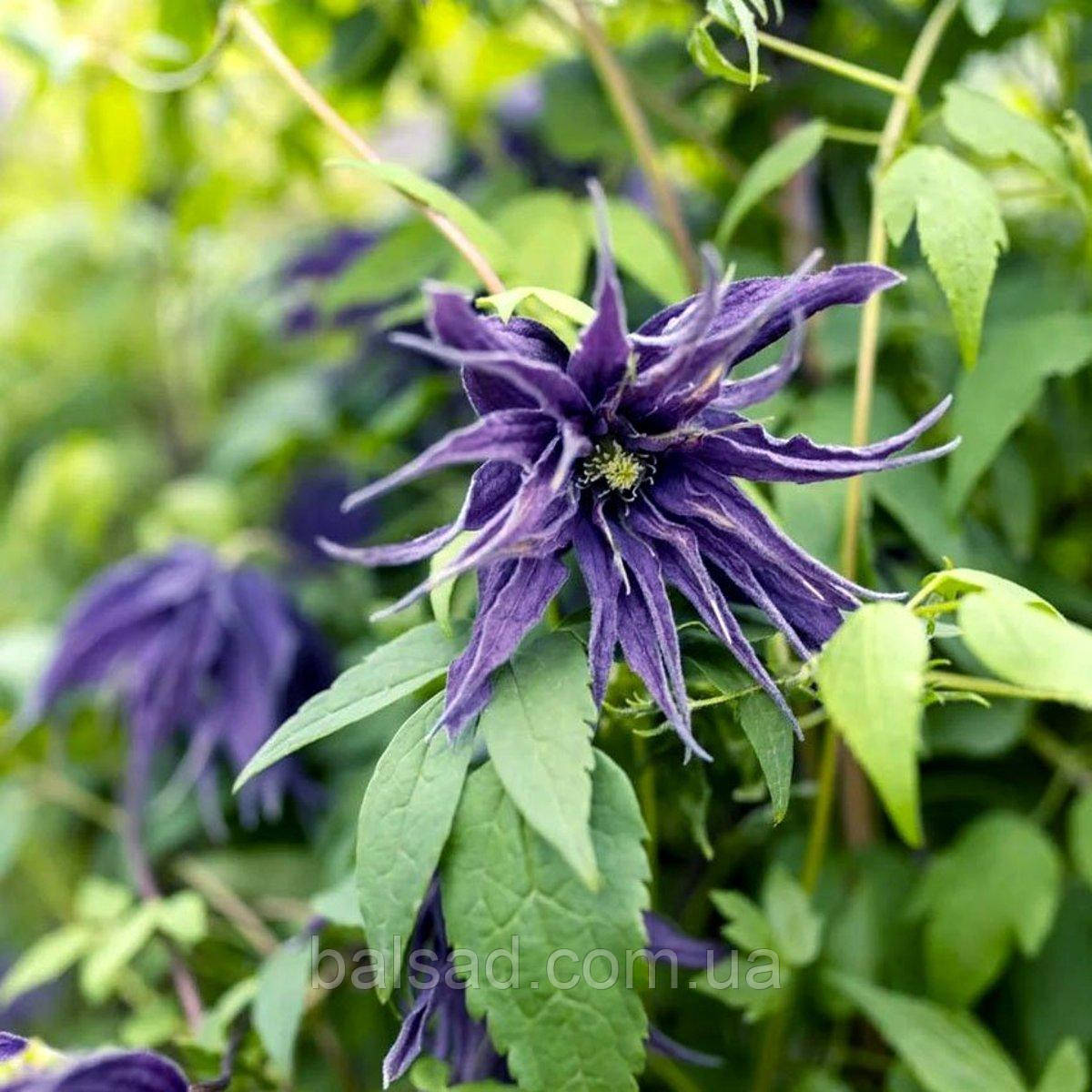 Клематис Віолет Сюрпрайз / 3 роки / Clematis Violet Surprise