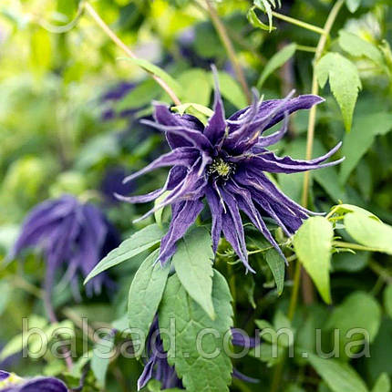 Клематис Віолет Сюрпрайз / 3 роки / Clematis Violet Surprise, фото 1