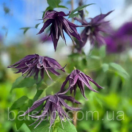 Клематис Віолет Сюрпрайз / 3 роки / Clematis Violet Surprise, фото 3