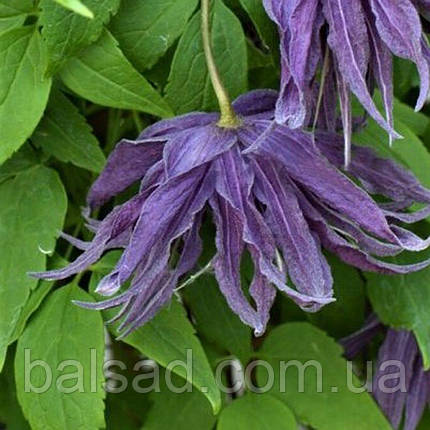 Клематис Віолет Сюрпрайз / 3 роки / Clematis Violet Surprise, фото 4