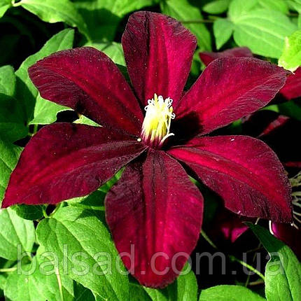 Клематис Вестерплатте / С2 / 3 роки / Clematis Westerplatte, фото 3