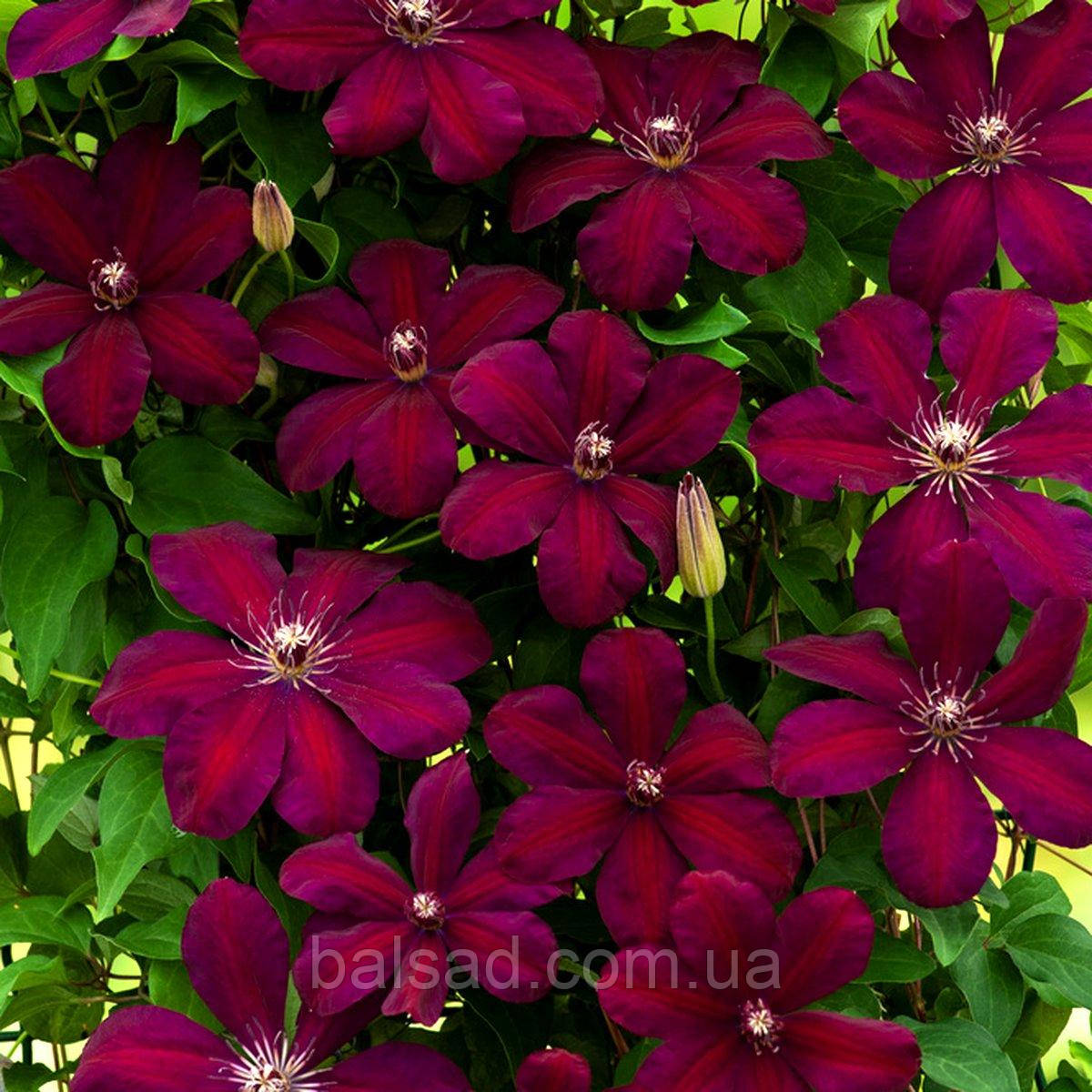 Клематис Вестерплатте / С2 / 3 роки / Clematis Westerplatte