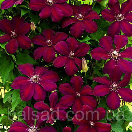 Клематис Вестерплатте / С2 / 3 роки / Clematis Westerplatte, фото 1
