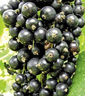 Смородина чорна Біг Бен . Ранний, фото 1