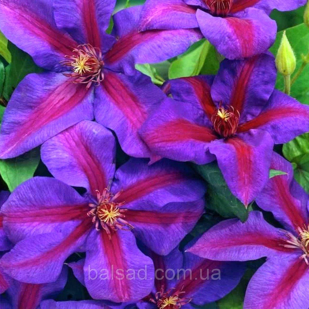 Клематис Вілдфайр / С2 / 3 роки / Clematis Wildfire