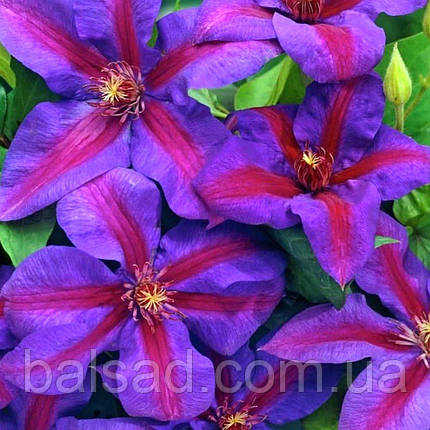 Клематис Вілдфайр / С2 / 3 роки / Clematis Wildfire, фото 1