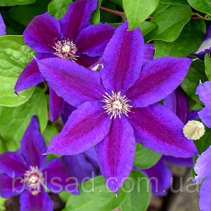 Клематис Вілдфайр / С2 / 3 роки / Clematis Wildfire, фото 3