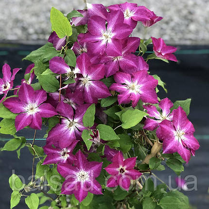 Клематис Віва Полонія / С2 / 3 роки / Clematis Viva Polonia, фото 1