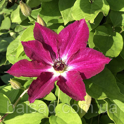 Клематис Віва Полонія / С2 / 3 роки / Clematis Viva Polonia, фото 3