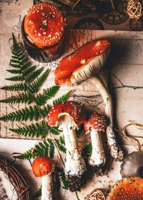 Листівка "Папороть і мухомори", фото 1