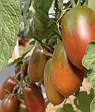 Насіння томату Чорний ворон F1 10 шт, фото 4