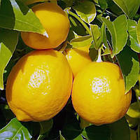 Лимон Інтердонато (C. Limon Interdonato) 10-20 см. Кімнатний