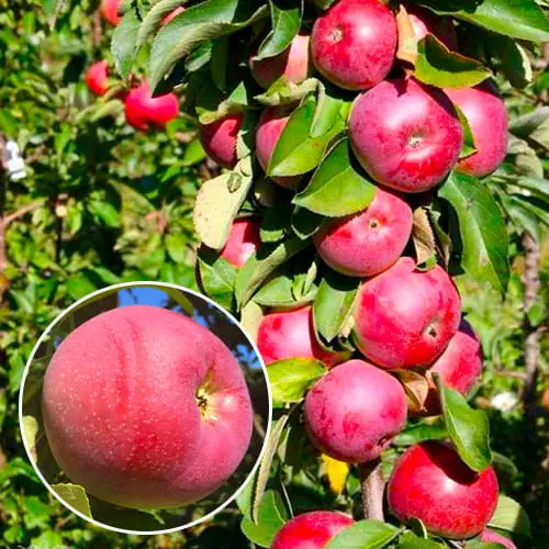 Яблуня Колоноподібна Вожак, фото 1