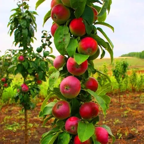 Колоноподібна Яблуня "Арбат", фото 1
