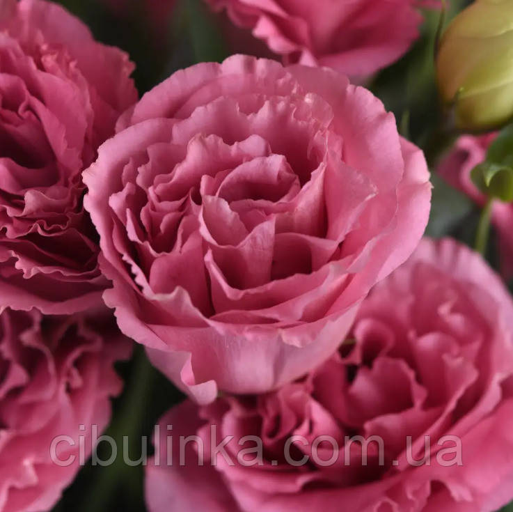 Еустома АВС 2 F1 махрова рожева Pan American/США 10 шт, фото 1