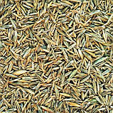 Газон Жара Універсал насіння газонних трав гарантія якості допомоги порадами в догляді за газонною травою, фото 2