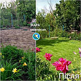 Газон Жара Універсал насіння газонних трав гарантія якості допомоги порадами в догляді за газонною травою, фото 4