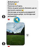 Низькоросла газонна трава Спорт міні від Авторський газон ліліпут Жара Холод Навантаження, фото 9