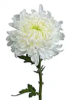 Хризантема Annushka (Аннушка) одноголова. великоквіткова, садж