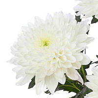 Хризантема Lednik (Ледник) одноголова. великоквіткова, розсада