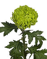 Хризантема Ofir (Офір) однолова. великобарвкова. розсада